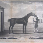 “F. Sartorius pinx.1*** | KING HEROD a famous Running Horse the Property of His Royal Highness the late Duke of Cumberland, but now of S,,r John Moor Bar.t. And after proving himself a CapitalRacer ma