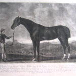 Mr. Wm. Clarkes Dark Chestnut Horse Hylas, bred by his Grace the Duke of Grafton. Got by Antinous, his dam by | Spectator, his Grd. dam by Childers, at four Years old 1774, He won a Match at Newmarket