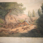 A Tiger hunted by wild dogs
