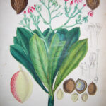 Tanghinia Veneniflua.