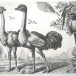 (Emus and Parrots)