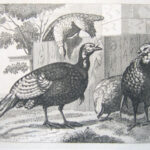(Turkeys)