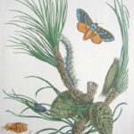 The English Moths and Butterflies Together with the plants, flowers, and fruits whereon they feed and are usually found. LXI The Wild Pine-Tree Lappit-Moth The Wild Pine-Tree