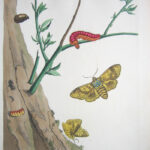 The English Moths and Butterflies Together with the plants, flowers, and fruits whereon they feed and are usually found. XXXI. The Goat-Moth. The Willow