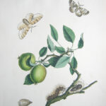 The English Moths and Butterflies Together with the plants, flowers, and fruits whereon they feed and are usually found. XLII The Gipsey Moth. The Crab-Tree