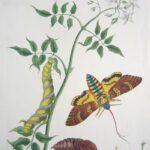The English Moths and Butterflies Together with the plants, flowers, and fruits whereon they feed and are usually found. XIX The Jasmine Hawk-Moth. The Common Jasmine