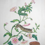 The English Moths and Butterflies Together with the plants, flowers, and fruits whereon they feed and are usually found. XX