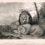 Lion and Lioness