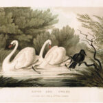 Raven and Swans