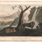 Lions waiting for their prey