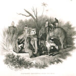 Elephants returning from the hunt