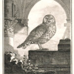 Le Scops ou Petit Duc (The Little Duke Owl)