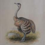 The Young Ostrich