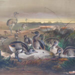 The American Rhea