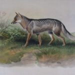 Azara’s Fox