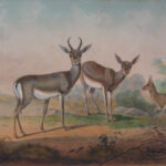 The Persian Gazelle