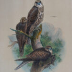 The Saker Falcon