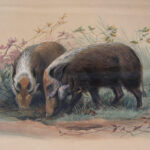 The Bosch Vark