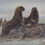 The Sea Bear