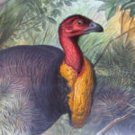 The Brush-Turkey