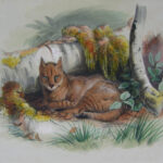 The Egyptian Cat