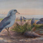 The Kagu