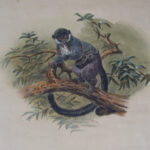 The Black-Fronted Lemur