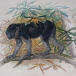 The Ashy-Black Ape