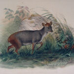 The Pudu Deer