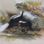 ThePatagonian Skunk