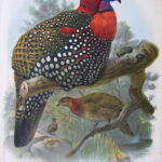 Ceriornis Melanocephala