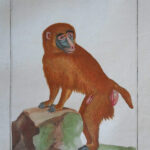 Baboon