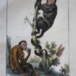 Monkeys