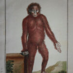 Chimpanzee