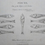 William Hogarth - Pisces