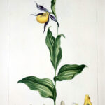 Cypripedium Pl. CCXLII