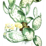 SOLD - Opuntia.  Pl. CXCI