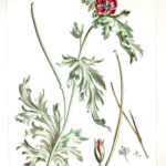 Glaucium  Pl. CXLIII
