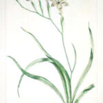 Antholyza  Pl. XL