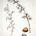 Amygdalus  Pl. XXVIII