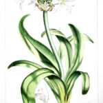Pancratium  Pl. CXCVII