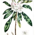 Kalmia  PL. CCXXVIII