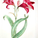 Amaryllus  Pl. XXIII
