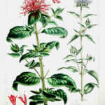 Monarda  Pl. CLXXXIII