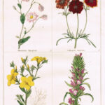 Rhodanthe Manglesii