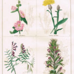 Lavatera Salvetellensis