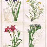 Sisyrinchium Bermudianum