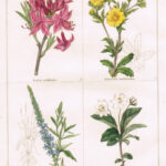 Azalea Nudiflora
