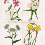 Geranium Anemonefolium
