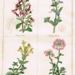 Escallonia Rubra